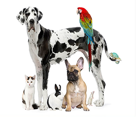 Продукция для собак и кошек iHerb