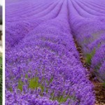 Лавандовая жизнь!!! Эфирные масла и эфирное масло лаванды