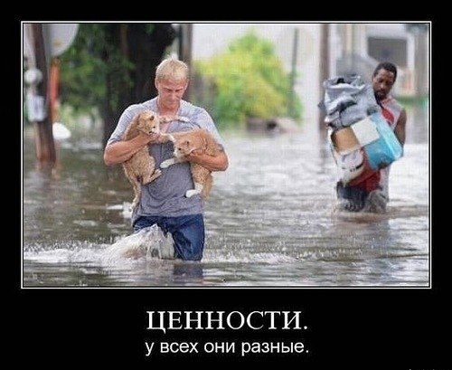 лучший корм для кошек